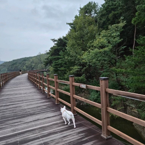 티르티르 멀티팩 5박스 판매