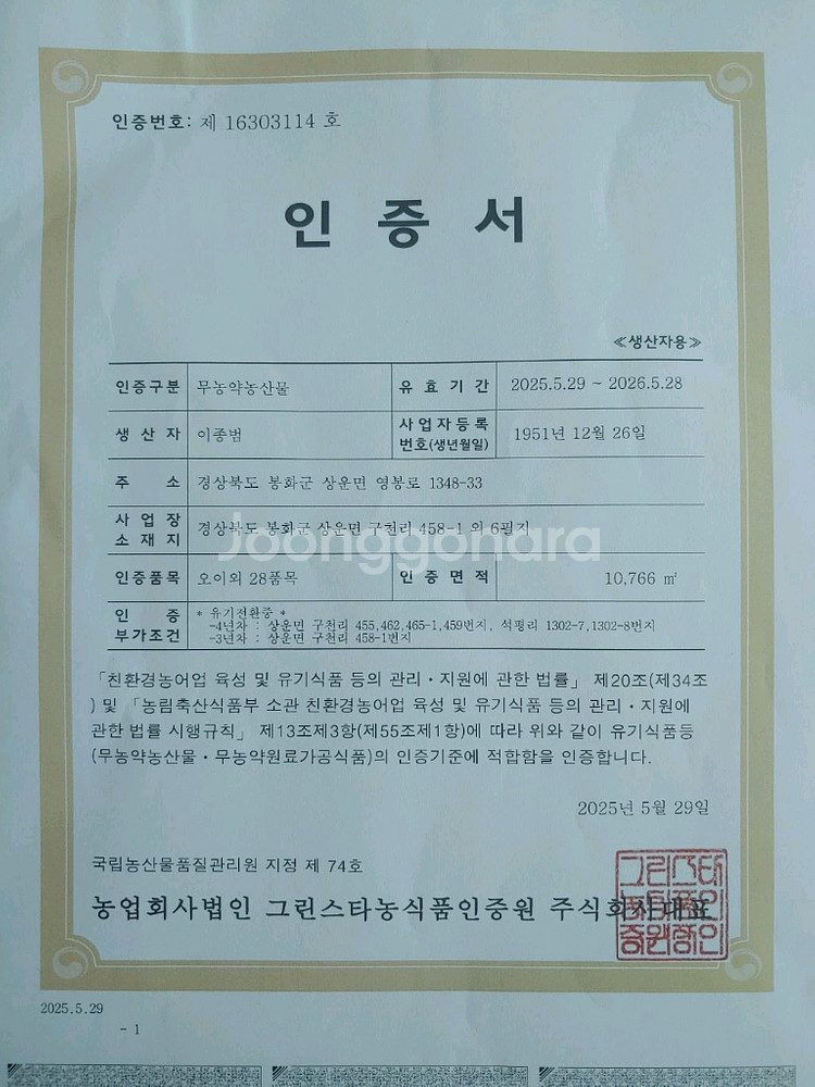 친환경 무농약 김장배추--2