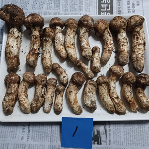 국내산 송이버섯 (1kg 25만원)