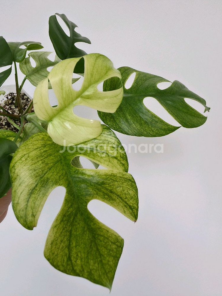 풀민트 히메 몬스테라--5