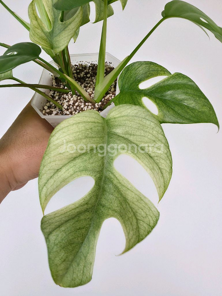 풀민트 히메 몬스테라--3