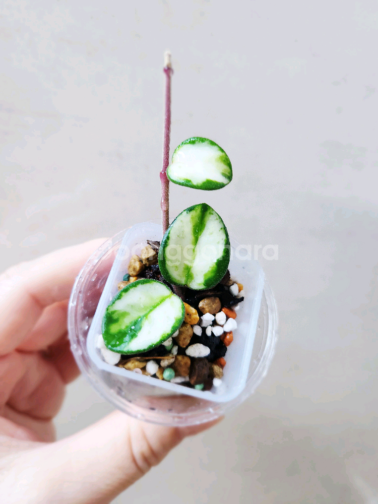 호야마틸드바리에가타--0