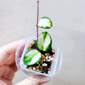 호야마틸드바리에가타