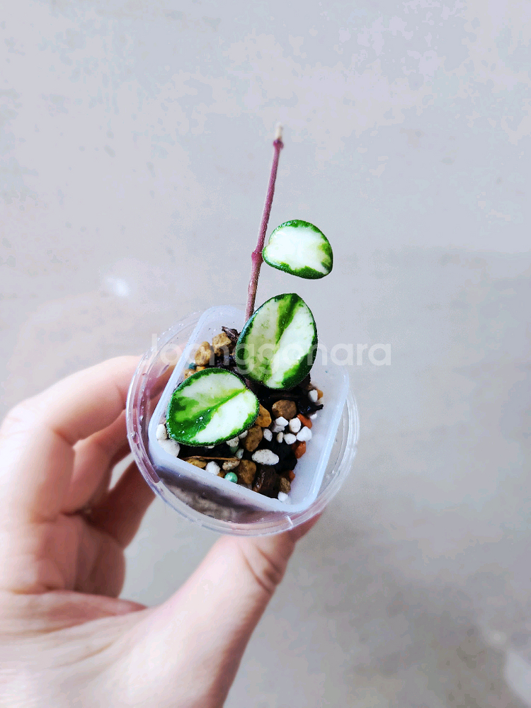 호야마틸드바리에가타--1