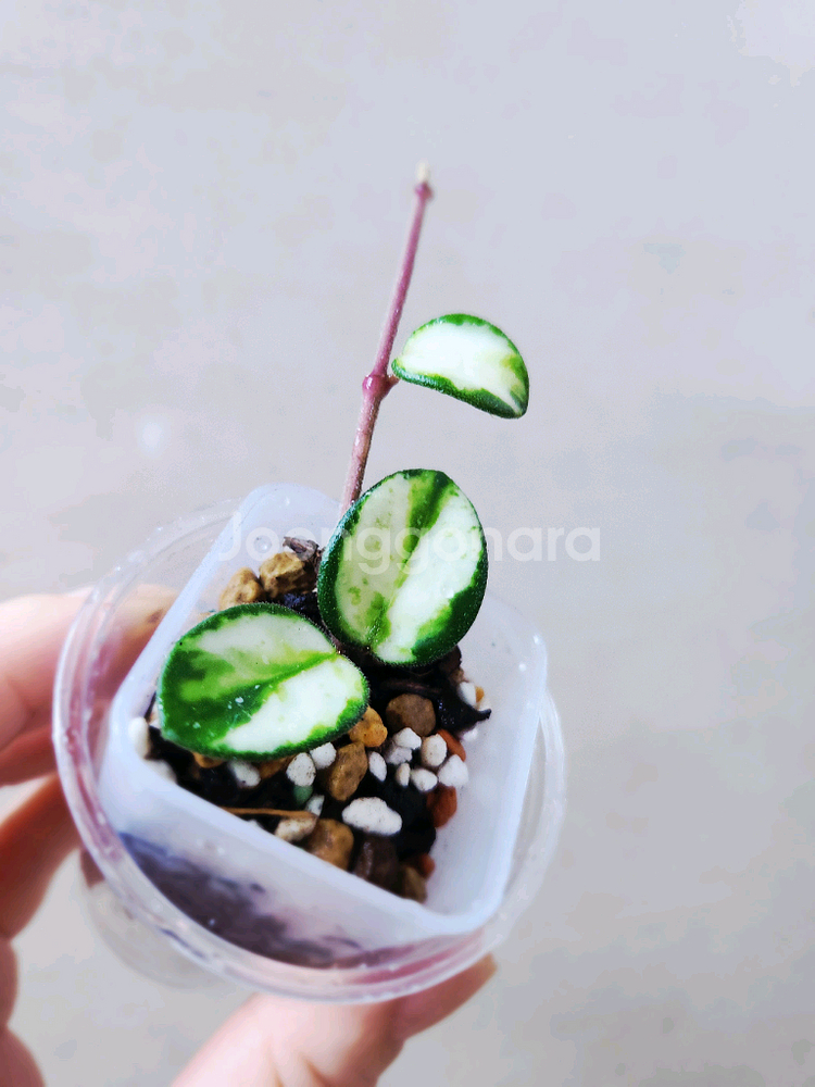 호야마틸드바리에가타--2