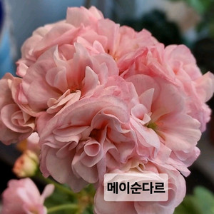 메이순다르 k제라늄