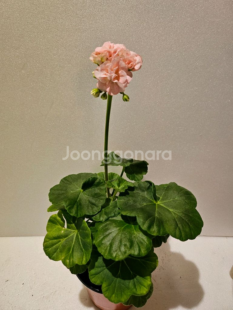 메이순다르 k제라늄--1