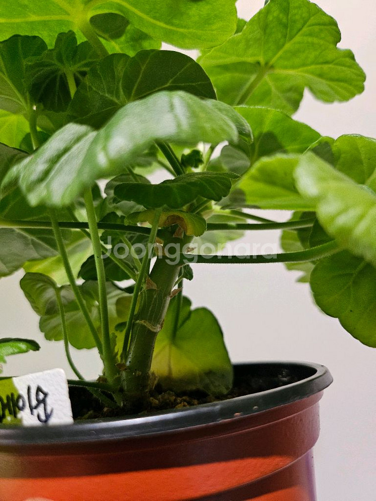 메이순다르 k제라늄--3