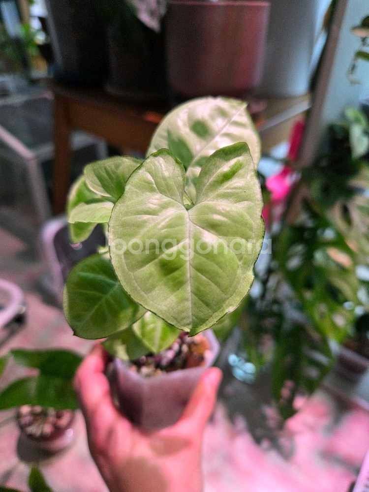 싱고니움 실버펄--1