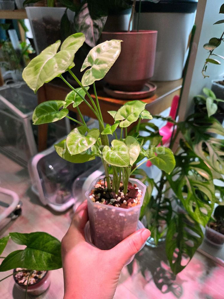 싱고니움 실버펄--0