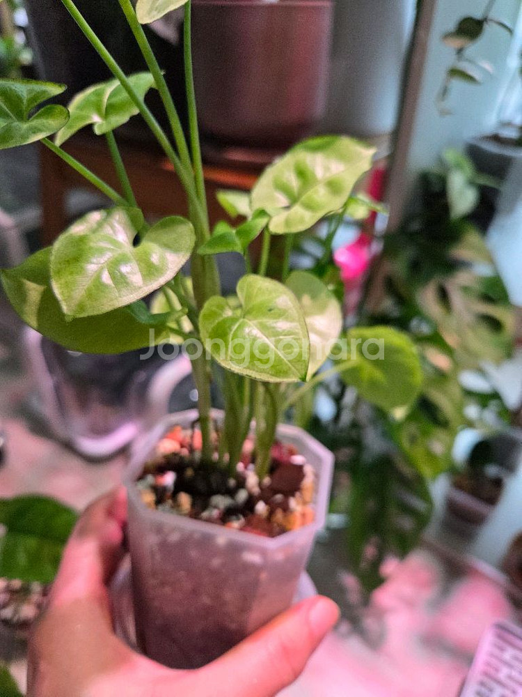 싱고니움 실버펄--2