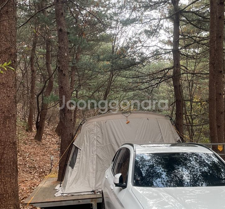 캠프타운 보르도--0