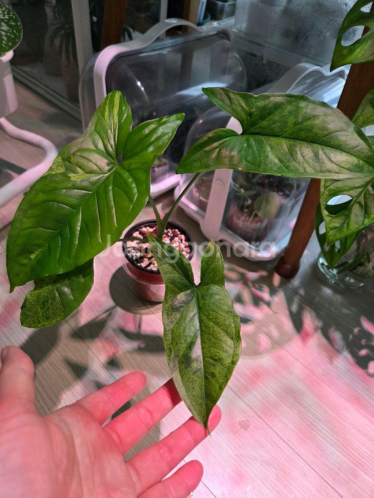 싱고니움 모히또--0