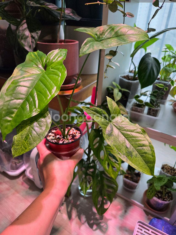 싱고니움 모히또--1