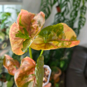 싱고니움 핑크쥬얼리