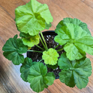 잎로맨틱썸 제라늄