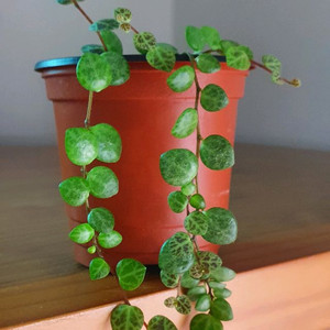 페페로미아 프로스트라타