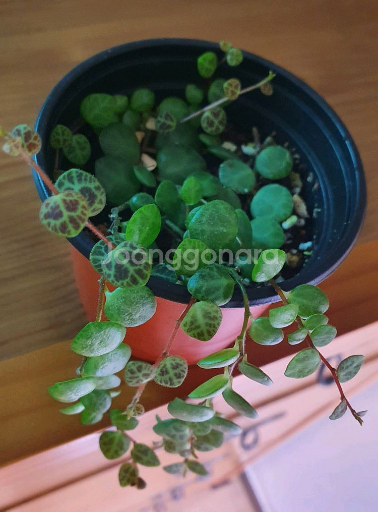 페페로미아 프로스트라타--1