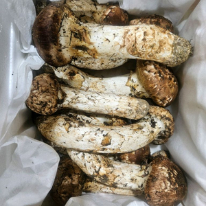 자연산 송이버섯 이미지