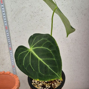 안스리움클라리너비움다크폼