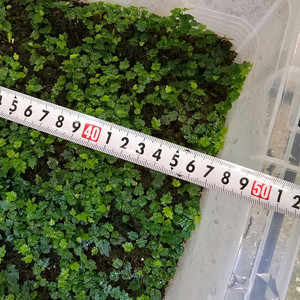 대형통 제주애기모람 50cm(테라리움재료)