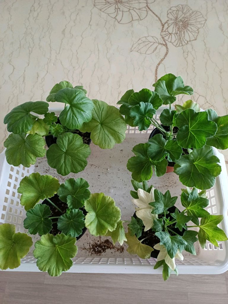 뷰티플에스더와 제라늄3종--0