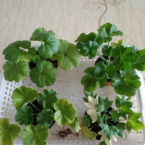 뷰티플에스더와 제라늄3종