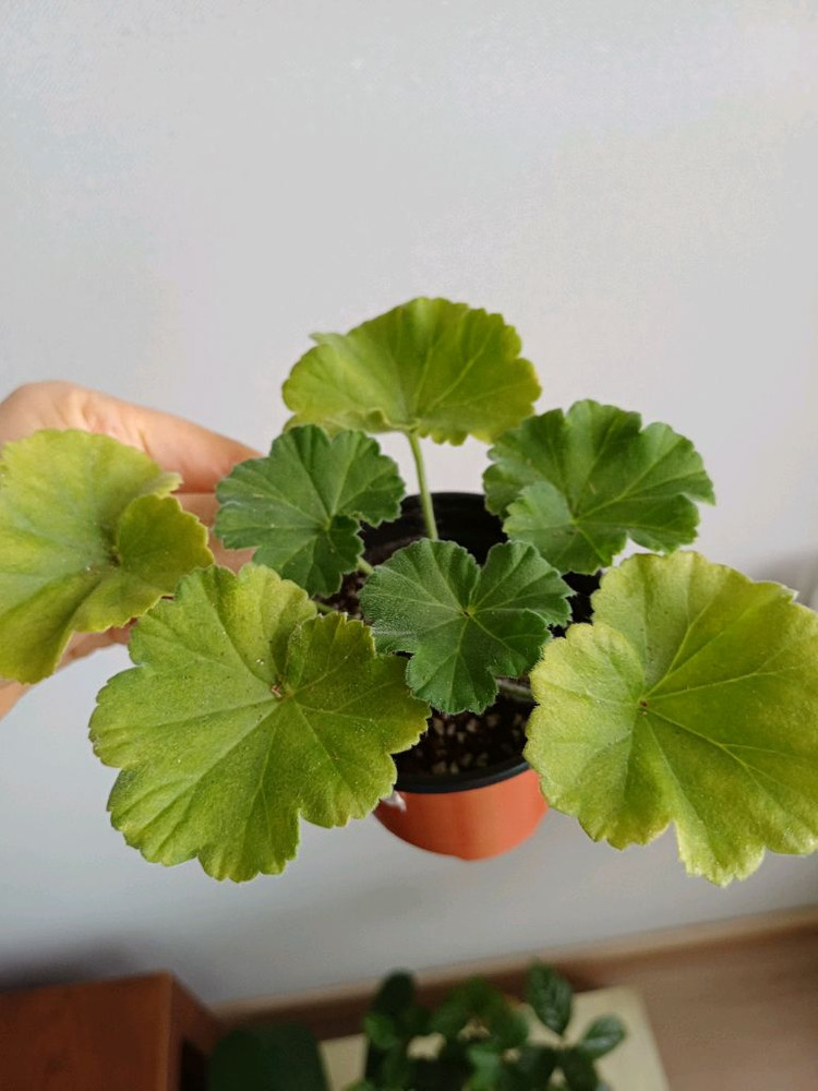 뷰티플에스더와 제라늄3종--3