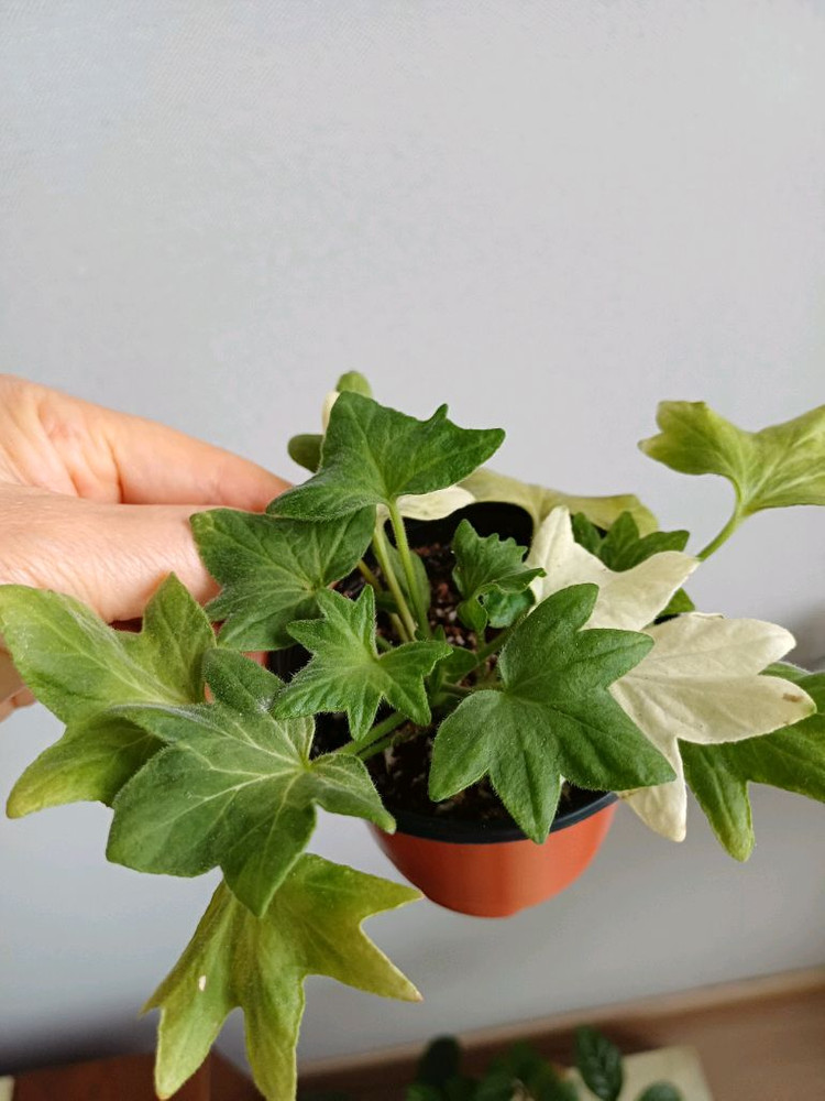 뷰티플에스더와 제라늄3종--4