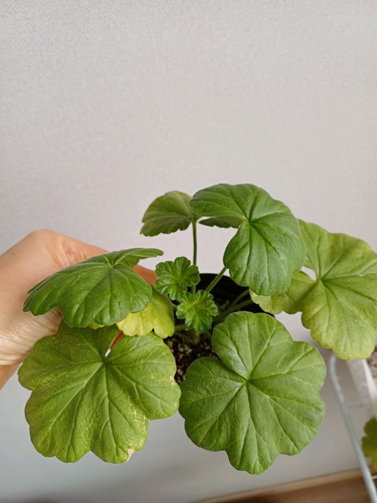 뷰티플에스더와 제라늄3종--2