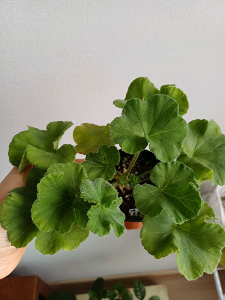 뷰티플에스더와 제라늄3종--1