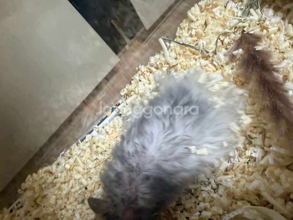 골든햄스터--1
