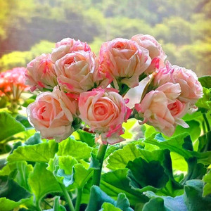 제라늄 3종 블루밍셔버,로얄브라이드,좋을신비