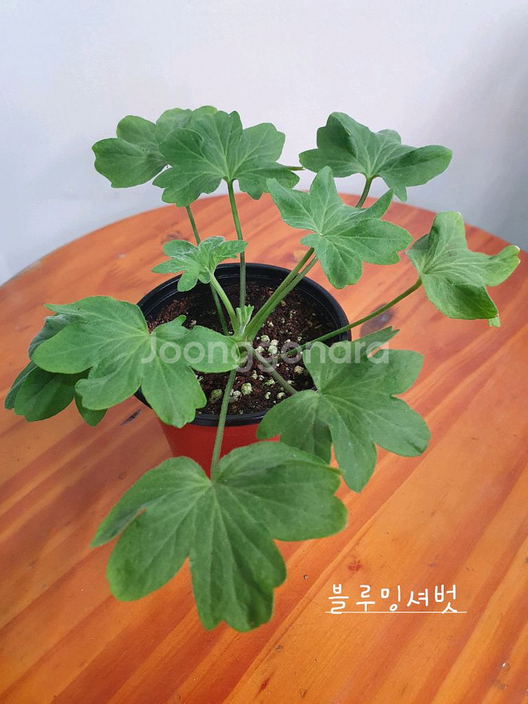 제라늄 3종 블루밍셔버,로얄브라이드,좋을신비--3