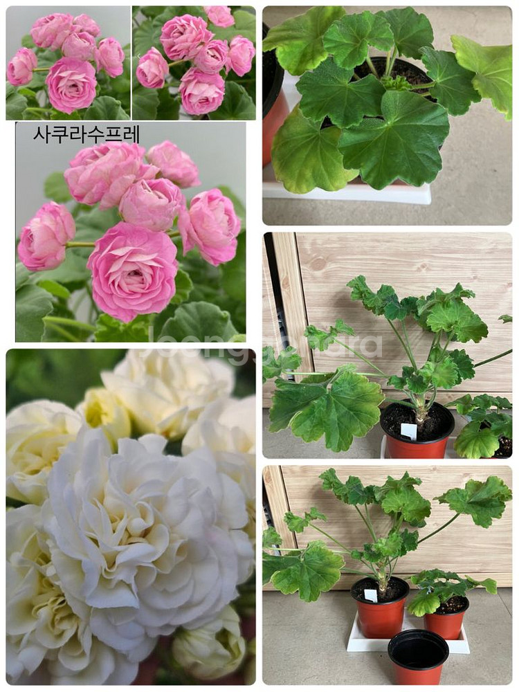 제라늄 2종--0