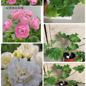 제라늄 2종