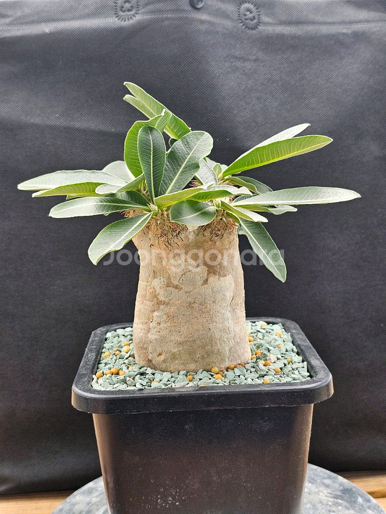 인하 아프리카식물 코덱스 분양합니다--2