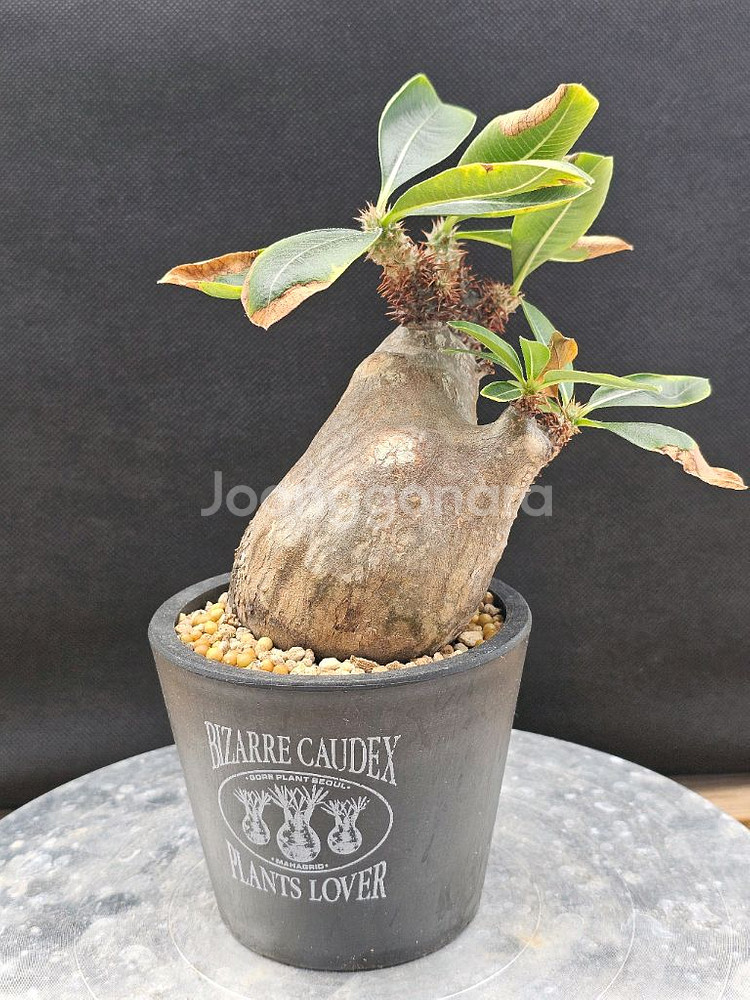 인하 아프리카식물 코덱스 분양합니다--0