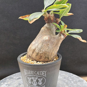 인하 아프리카식물 코덱스 분양합니다