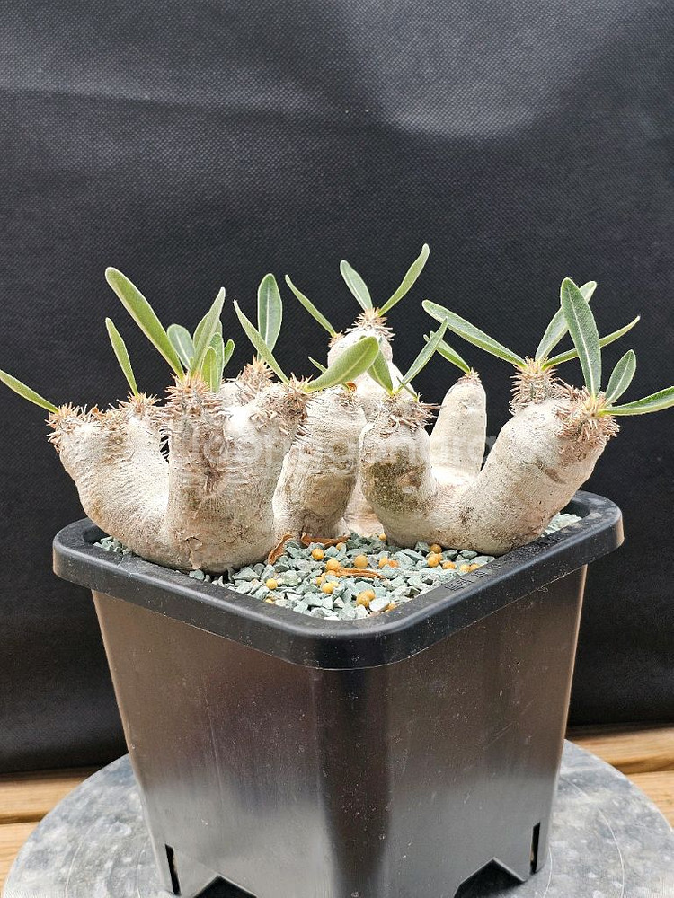 인하 아프리카식물 코덱스 분양합니다--7