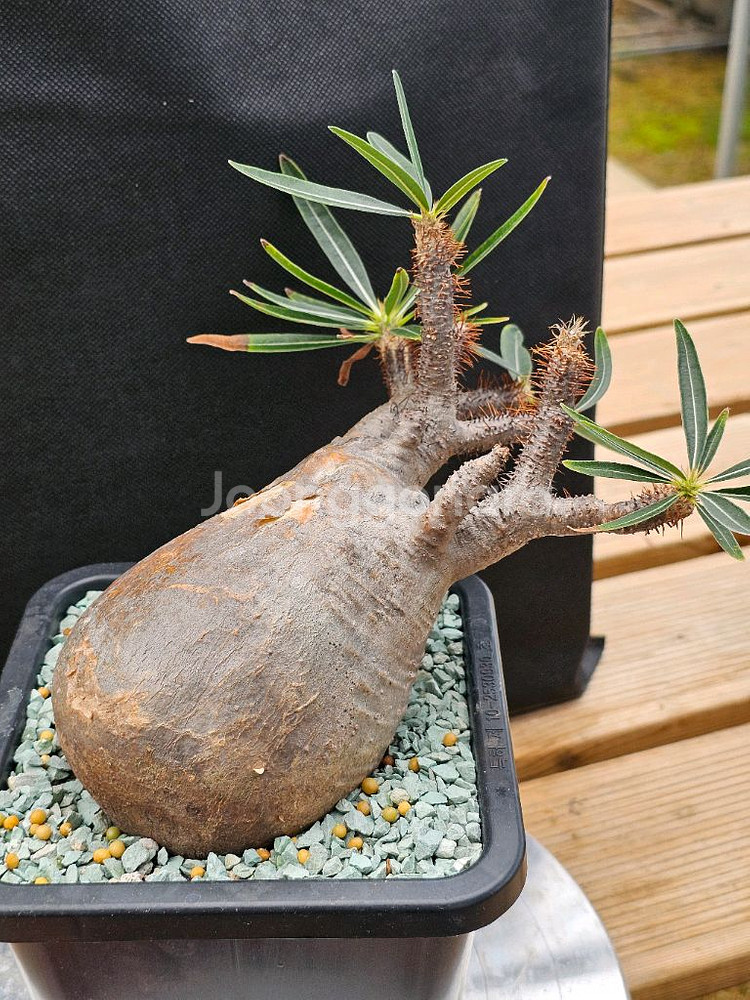 인하 아프리카식물 코덱스 분양합니다--4