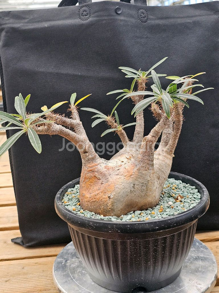 인하 아프리카식물 코덱스 분양합니다--9