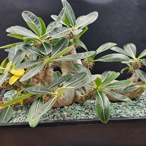 인하 아프리카식물 코덱스 분양합니다