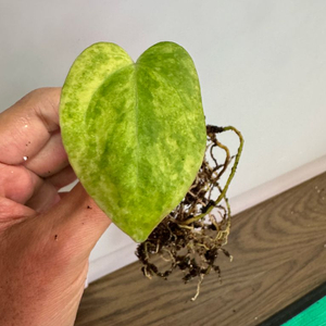 안스리움 바리에가타