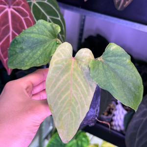 안스리움 쿠나얄렌세