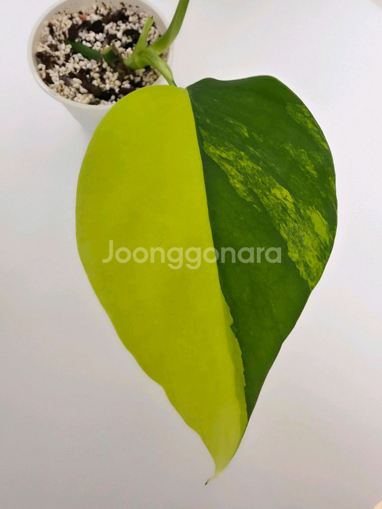 옐로우 몬스테라 보르시지아 바리에가타--1