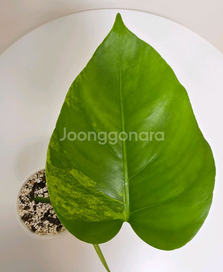 옐로우 몬스테라 보르시지아 바리에가타--2