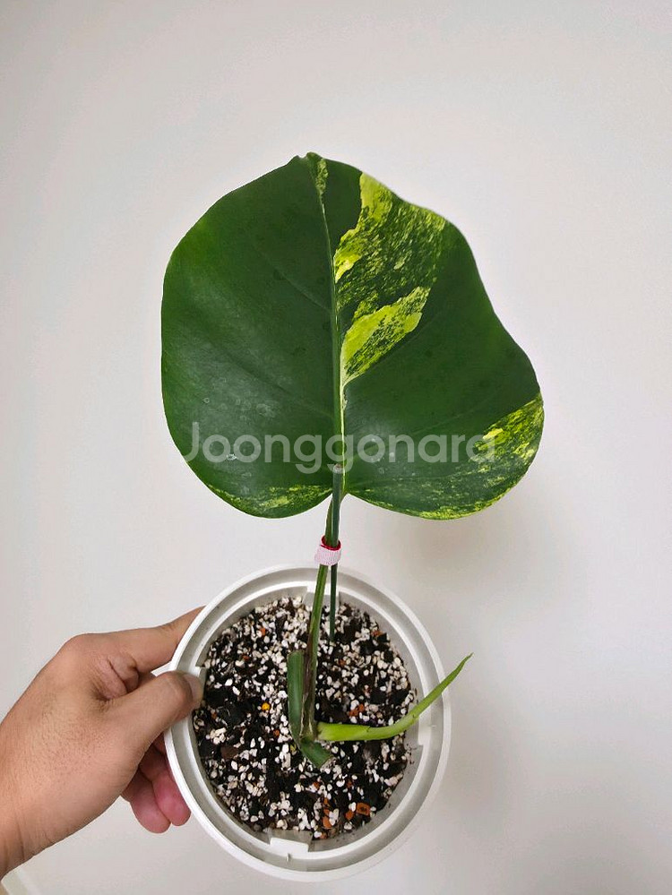 옐로우 몬스테라 보르시지아 바리에가타--0