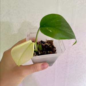 보르시지아나 민트몬스테라