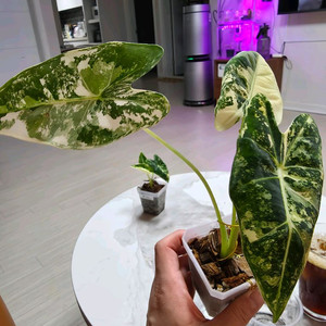 알로카시아 무늬프라이덱